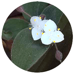 Callisia Fragrans
